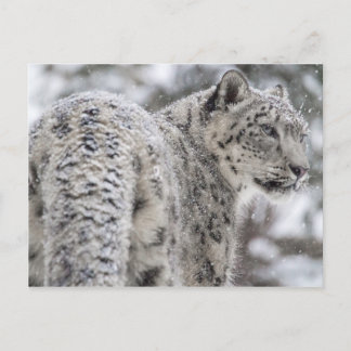 Snow Leopard Standing in Snow Postcard