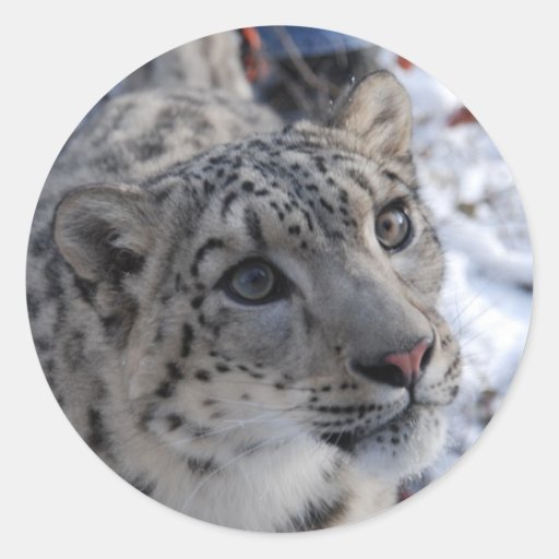 Image of snow leopard stickers
