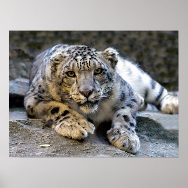 Snow Leopard the Starring Feline Cat Poster (Front)