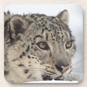Snow leopard (Uncia uncia) 2 Coaster