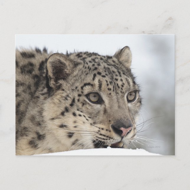 Snow leopard (Uncia uncia) 2 Postcard (Front)