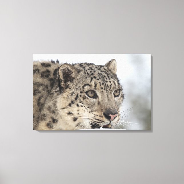 Snow leopard (Uncia uncia) Canvas Print (Front)