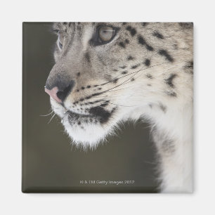 Snow leopard (Uncia uncia) Magnet