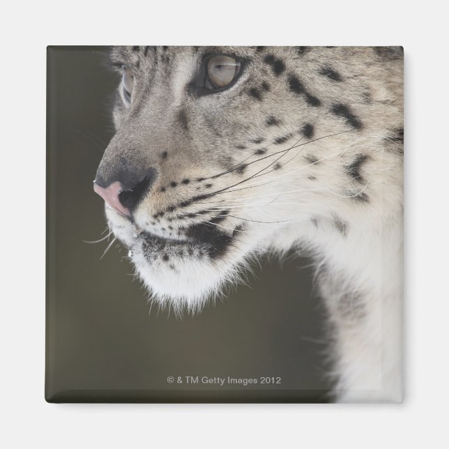 Snow leopard (Uncia uncia) Magnet (Front)
