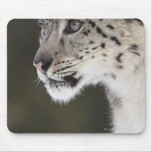Snow leopard (Uncia uncia) Mouse Mat