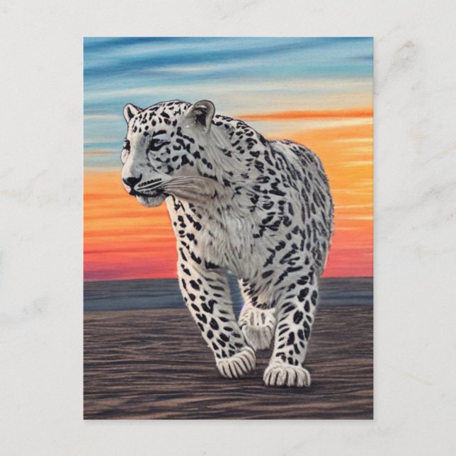 Snow Leopard Walking on the Beach During a Sunset Postcard (Front)