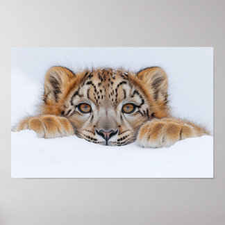 Snow Leopard Wild Animal Natural Environment Poster