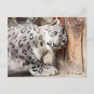 Snow Leopard Wild Cat Postcard