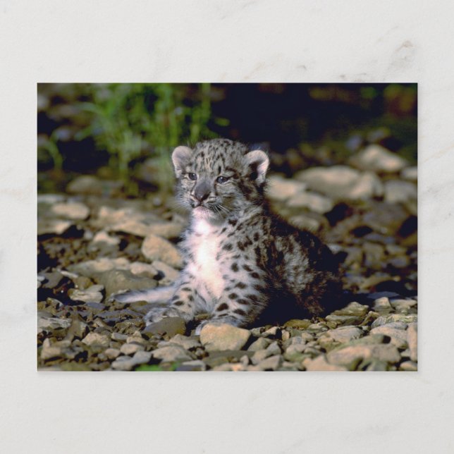 Snow leopard, young cub postcard (Front)