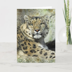 Snow Lepord Portrait Card