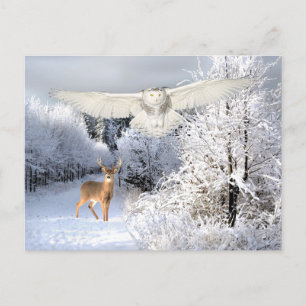 "Snow Light"  Postcard