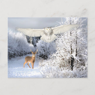 "Snow Light"  Postcard