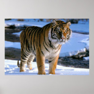 Snow Loving Tiger Poster