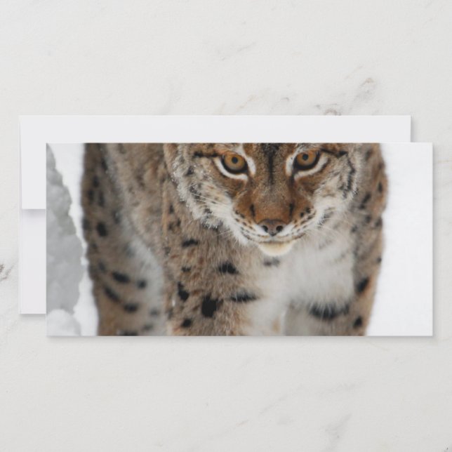 Snow Lynx (Front)