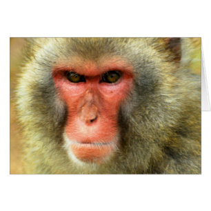 Snow Monkey