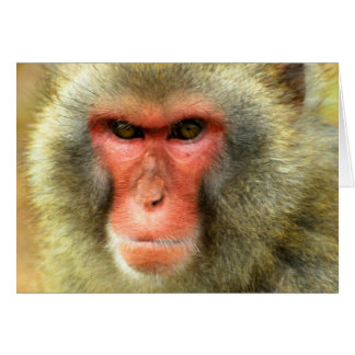 Snow Monkey