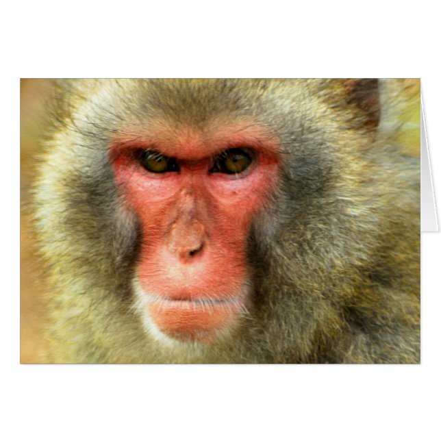 Snow Monkey (Front Horizontal)