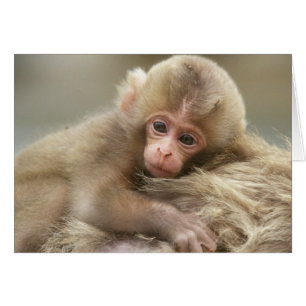 Snow Monkey Baby, Jigokudani, Nagano, Japan 2