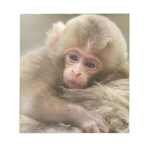 Snow Monkey Baby, Jigokudani, Nagano, Japan 2 Notepad