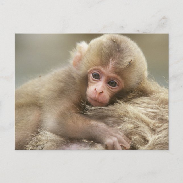 Snow Monkey Baby, Jigokudani, Nagano, Japan 2 Postcard (Front)