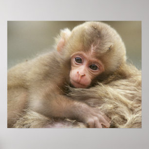 Snow Monkey Baby, Jigokudani, Nagano, Japan 2 Poster