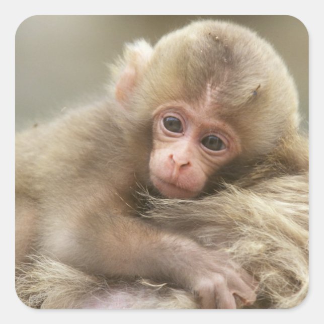 Snow Monkey Baby, Jigokudani, Nagano, Japan 2 Square Sticker (Front)