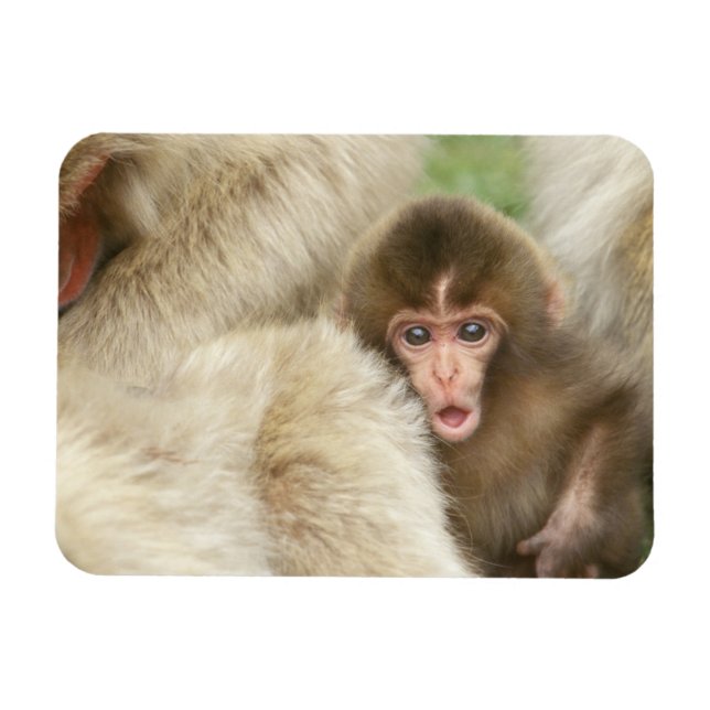 Snow Monkey Baby, Jigokudani, Nagano, Japan Magnet (Horizontal)