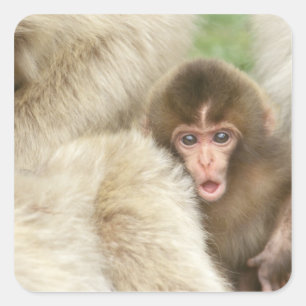 Snow Monkey Baby, Jigokudani, Nagano, Japan Square Sticker
