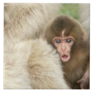 Snow Monkey Baby, Jigokudani, Nagano, Japan Tile