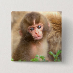 Snow Monkey Baby Portrait 15 Cm Square Badge