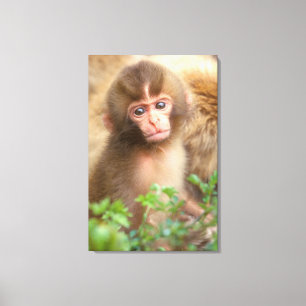 Snow Monkey Baby Portrait Canvas Print