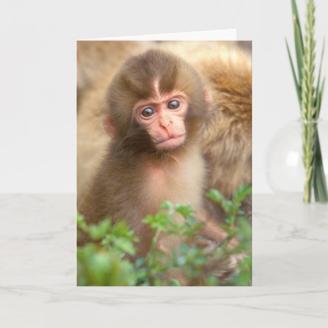 Snow Monkey Baby Portrait Card (Front)
