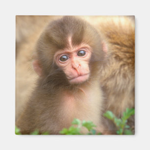 Snow Monkey Baby Portrait Magnet