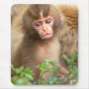 Snow Monkey Baby Portrait Mouse Mat
