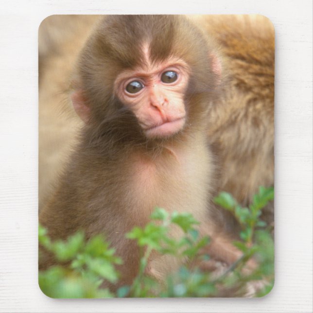 Snow Monkey Baby Portrait Mouse Mat (Front)