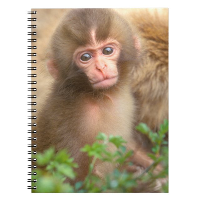 Snow Monkey Baby Portrait Notebook (Front)