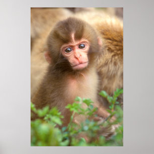 Snow Monkey Baby Portrait Poster