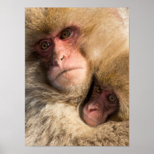 Snow Monkey Baby with Parent Snuggling Poster