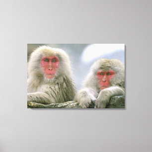 Snow Monkey Couple, Japanese Macaque, Canvas Print