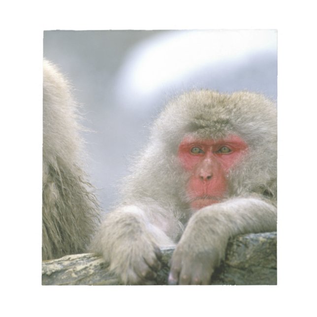 Snow Monkey Couple, Japanese Macaque, Notepad (Front)