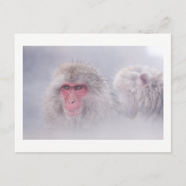 Snow Monkey Japan Photo Postcard (Front)