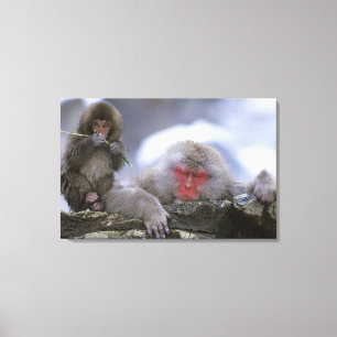 Snow Monkey Mother & Child, Jigokudani, Nagano, Canvas Print