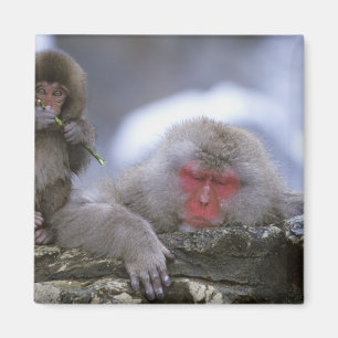 Snow Monkey Mother & Child, Jigokudani, Nagano, Magnet