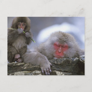 Snow Monkey Mother & Child, Jigokudani, Nagano, Postcard
