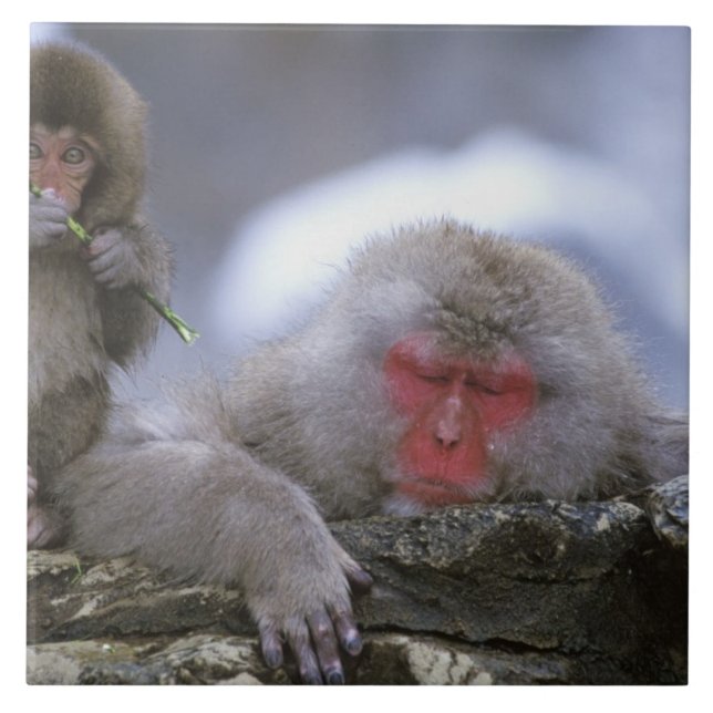 Snow Monkey Mother & Child, Jigokudani, Nagano, Tile (Front)