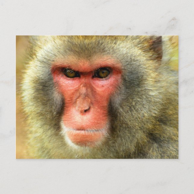 Snow Monkey Postcard (Front)