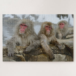 Snow Monkeys in Hot Spring Pool in Japan Jigsaw Puzzle