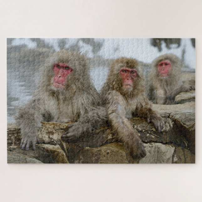 Snow Monkeys in Hot Spring Pool in Japan Jigsaw Puzzle (Horizontal)