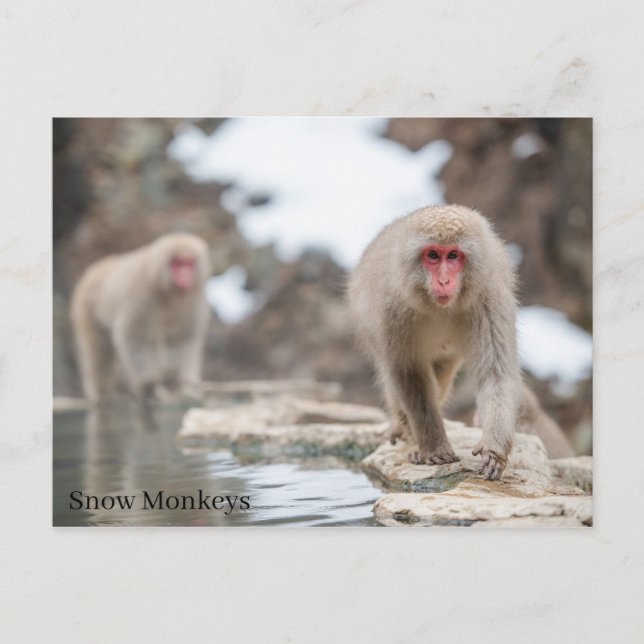 Snow Monkeys. Japan. Postcard (Front)
