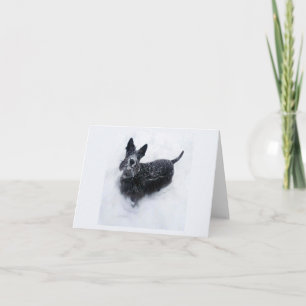 Snow Nose Note Card